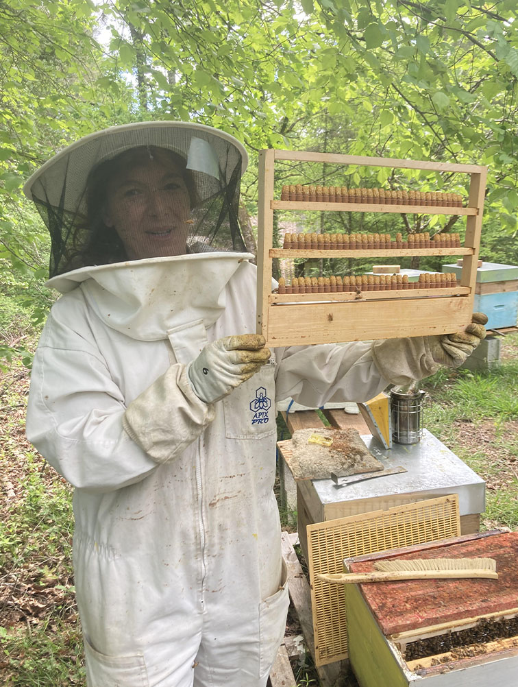 Apicultrice 'Annabeille' en train de récolter de la gelée royale