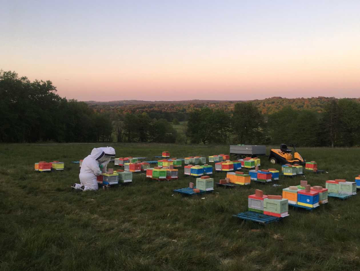 Apicultrice 'Annabeille' entourée de ses essaims d'abeilles